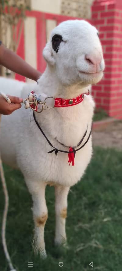 sheep's pair And goat Pair  For Qurbani 2026