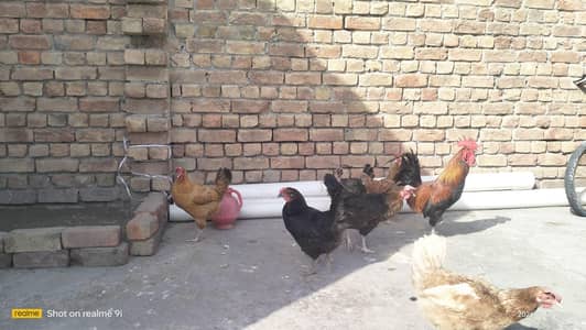 6 hens or 1 murga sab hens anda deti ha har rozana healthy full active