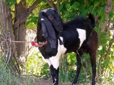 Male Goat