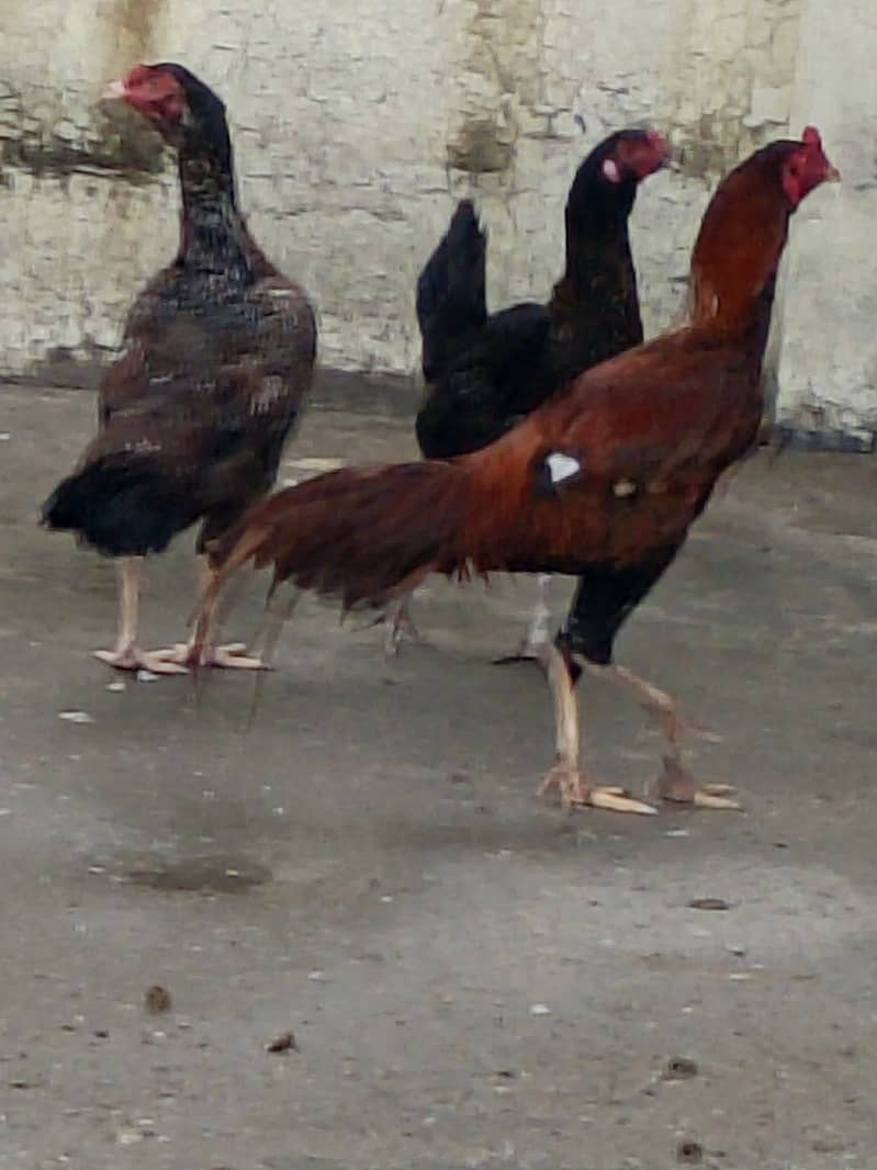Mianwali pair 0