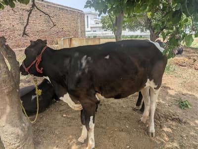 qurbani 2 wehri . . . wehri 4 dant aur 2 dant