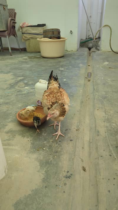 Best EEG hatching hen 03462429790