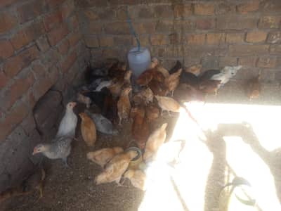 Mix Chicks
