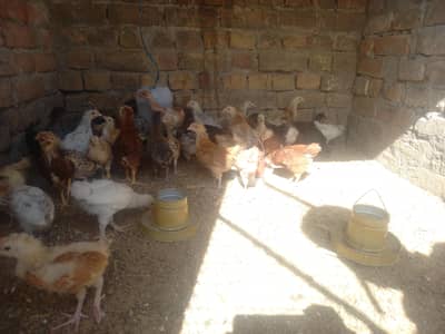 Mix Chicks