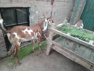 Bakra