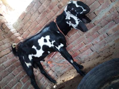 qurbani k khobsorat bakry