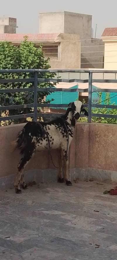 donda Desi beetal bakra