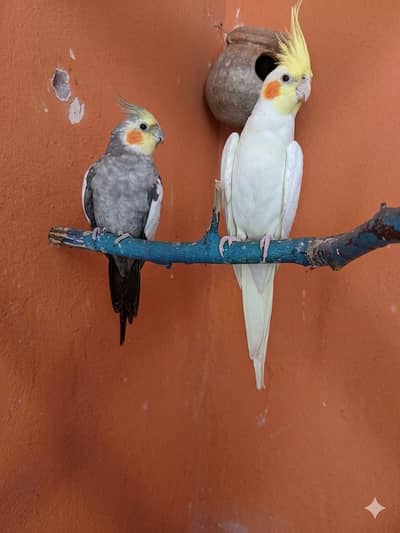cocktail+Lovebirds