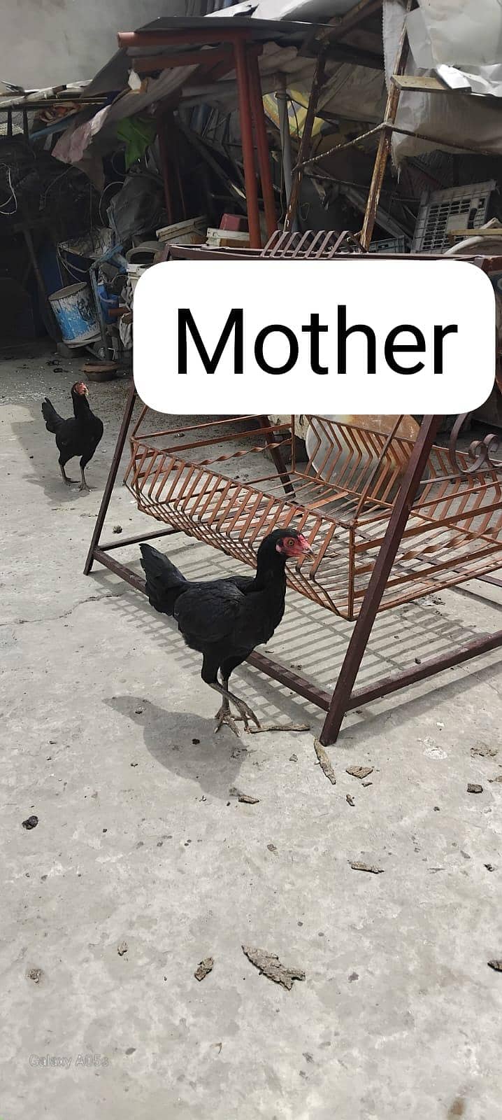 Hens Chicks Jawa Aseel Java 7