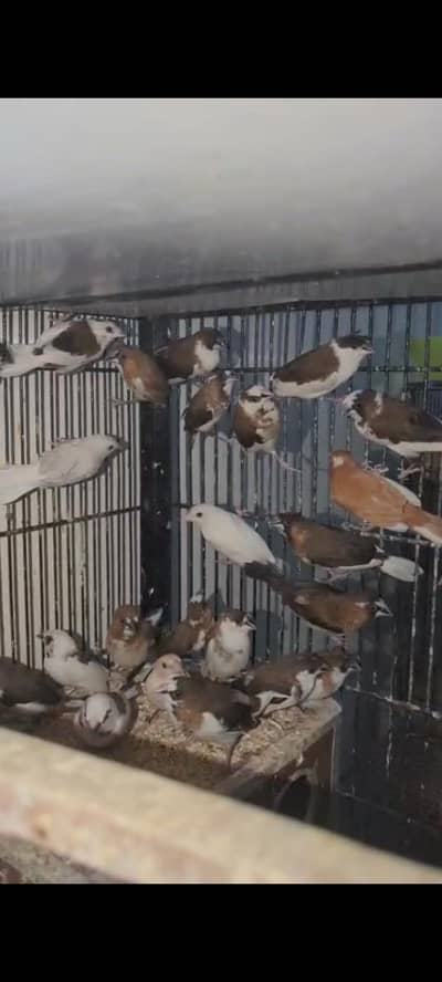 15 Pairs Benglies Finch For sale and goldian Finch for sale