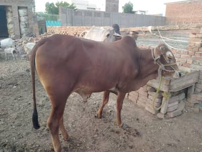 Male Cow