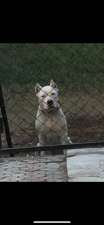 TOP DOGO BAST QUALITY