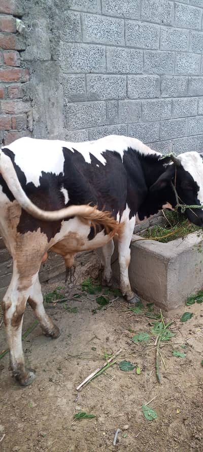 qurbani sand