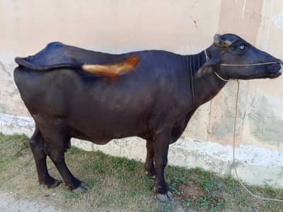 بھینس برائے قربانی