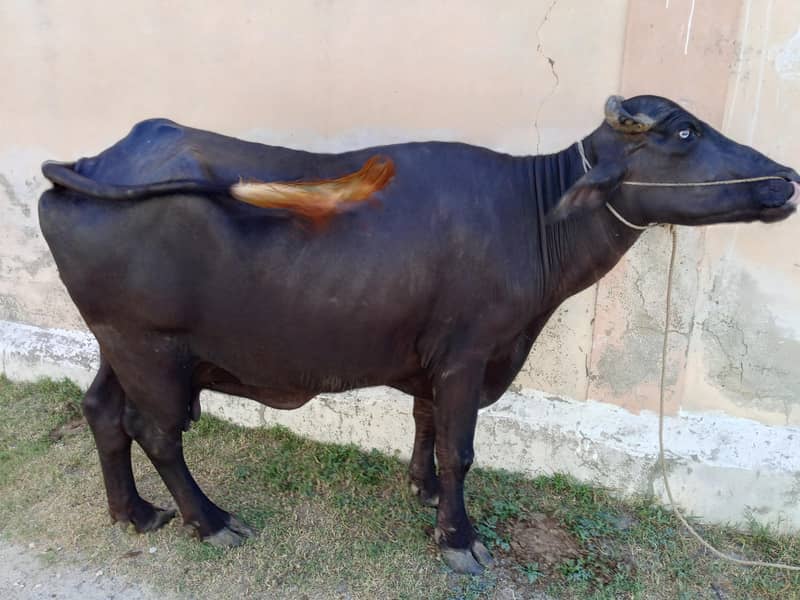 بھینس برائے قربانی 0