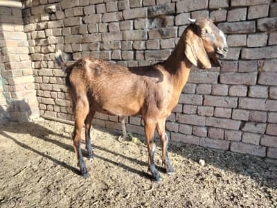 Bakra patth 03255091852