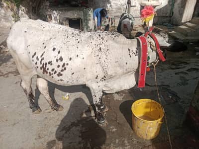 vachi Desi Ghar kia paali hoi for qurbani
