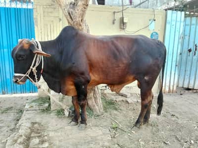 دوندھا وچھا bull 