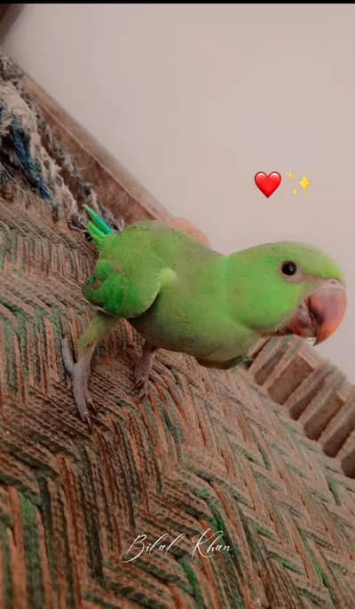 green ringneck for sale