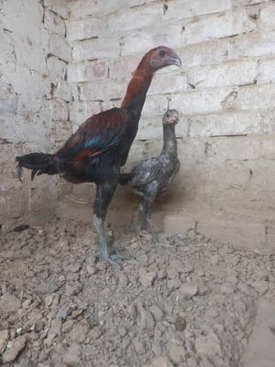 aseel dragon male & burmi blue femal