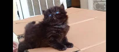 CFA bloodline pure peki peke face import quality kittens