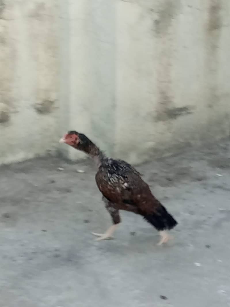 Mianwali pair 1