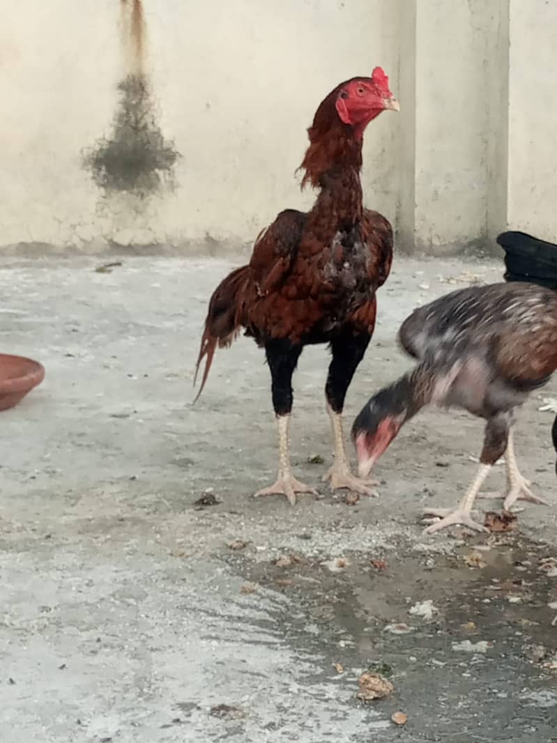 Mianwali pair 3