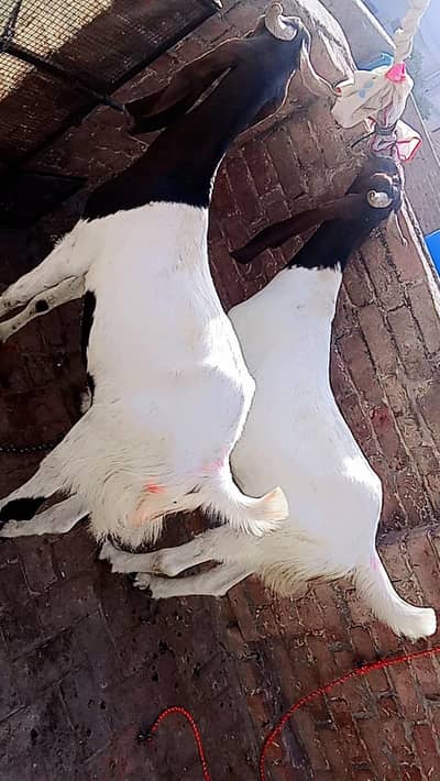 Bakra for eid