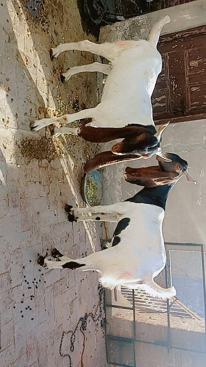 Bakra for eid 1