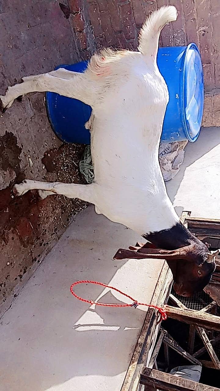 Bakra for eid 2