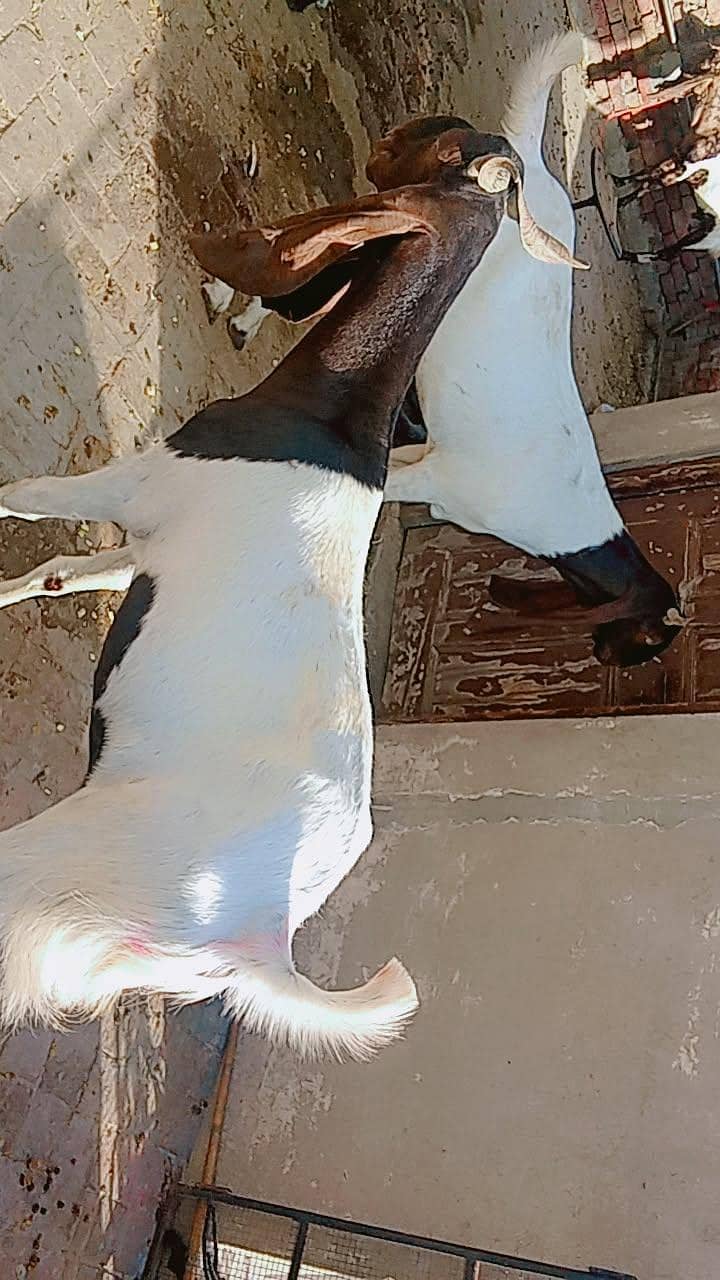 Bakra for eid 3