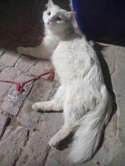 Russian Cat