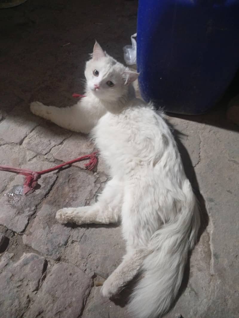 Russian Cat 1