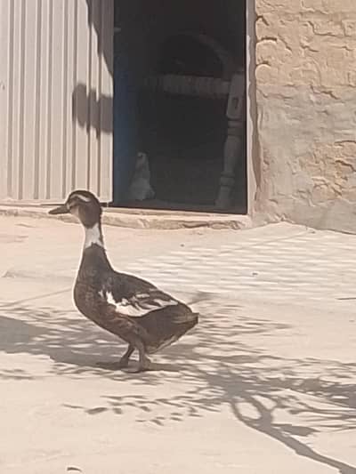 duck duck