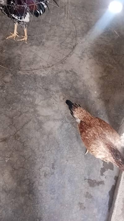 lakhee aseel murge  mazbot jor