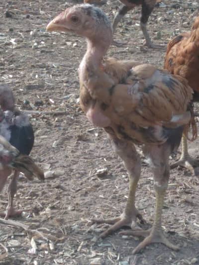 aseel chicks  for sale