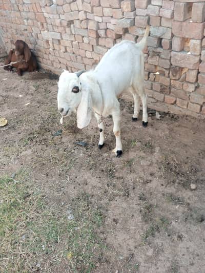 qurbani
