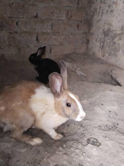 rabbit 