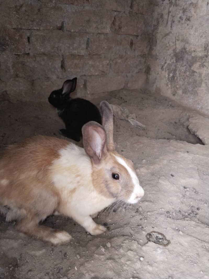 rabbit  0