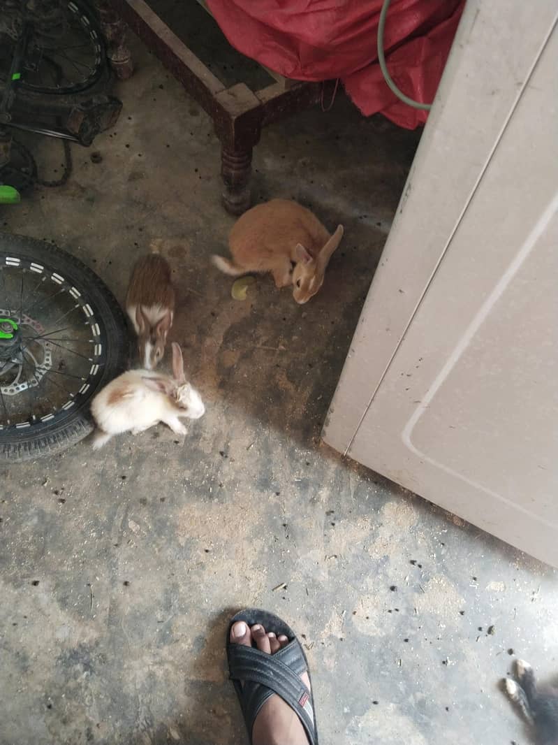 rabbit  1