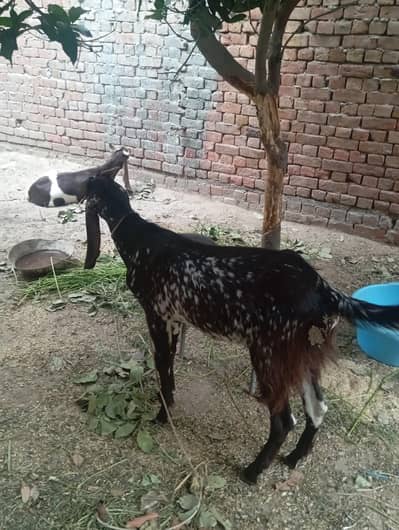 Khasi 2 dant bakra