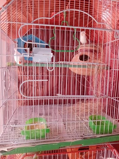 FINCHES & LOVE BIRD PAIR & SINGLE / KIDS FOR SELL