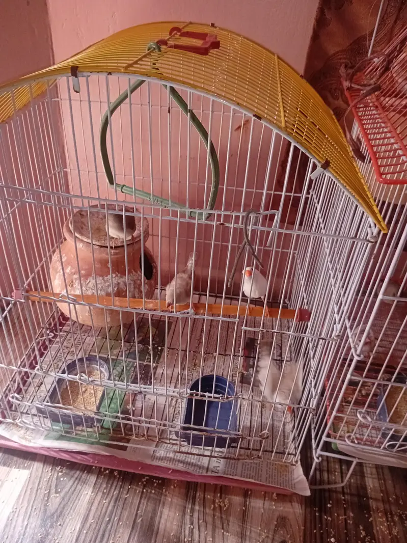 FINCHES FOR SELL — photo 2