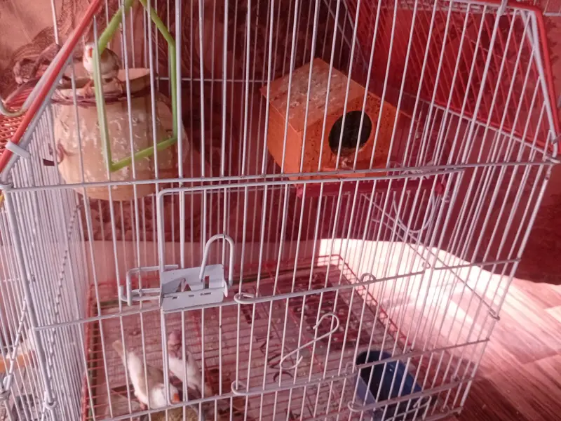 FINCHES FOR SELL — photo 3