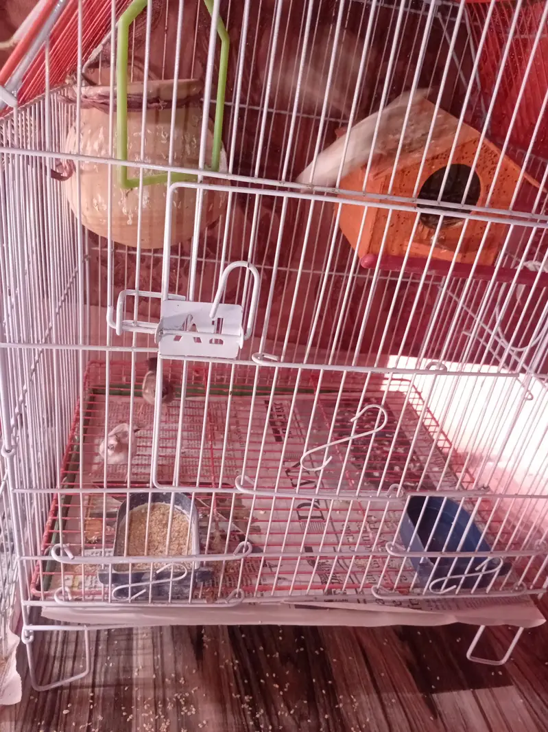 FINCHES FOR SELL — photo 4