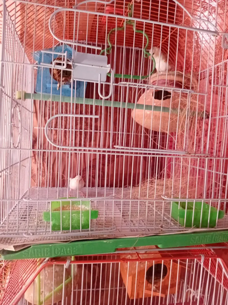 FINCHES FOR SELL — photo 5