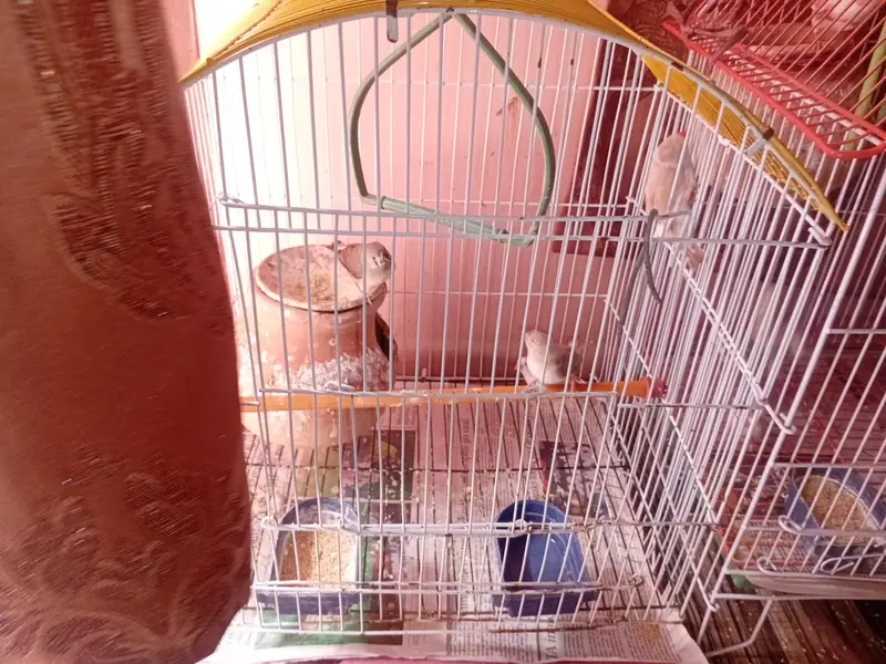 FINCHES FOR SELL — photo 6