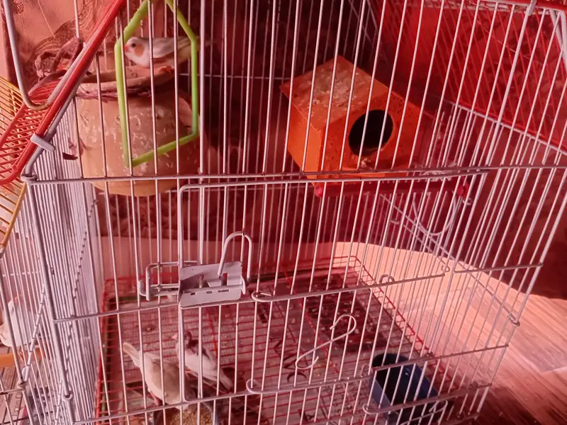 FINCHES FOR SELL — photo 7