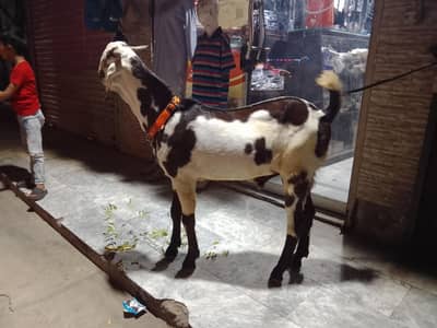 bakra