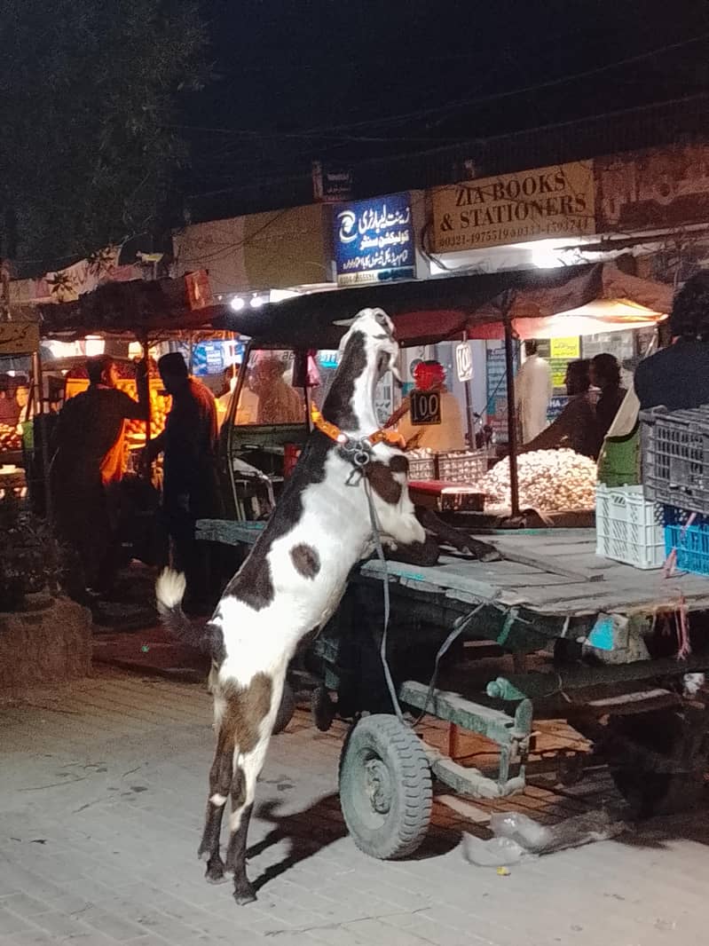 bakra 3